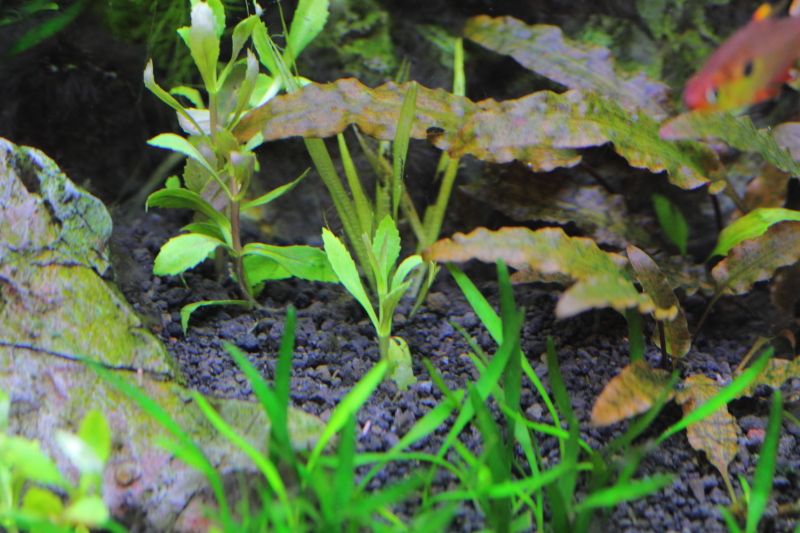 ニューオランダプラント　追加植栽